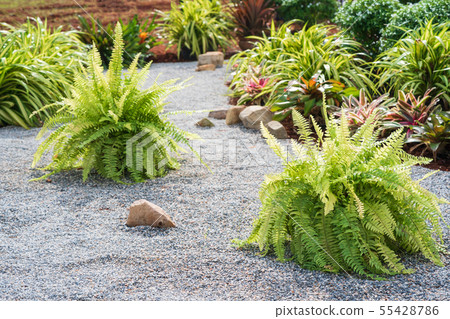 Fern plant on the pebble ground 55428786
