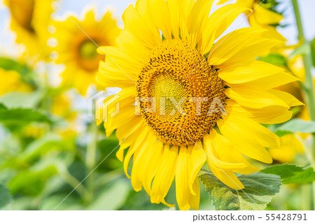 Close up Sun flowers Close up Sun flowers 55428791