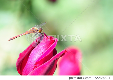 Aikakane(男性)在玫瑰花上停下來 Aikakane(男性)在玫瑰花上停下來 55428824