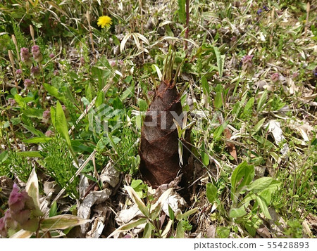 Bamboo shoots that grow naturally Bamboo shoots that grow naturally 55428893