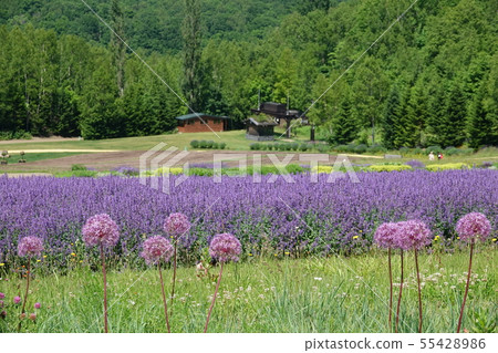 Takino Suzuran Hill Park Takino Suzuran Hill Park 55428986