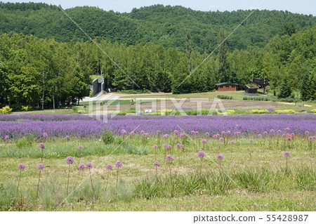Takino Suzuran Hill Park 55428987
