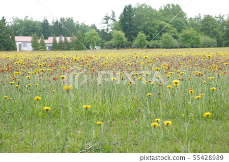 Butana and red flowering dandelion of Satozuka cemetery Butana and red flowering dandelion of Satozuka cemetery 55428989
