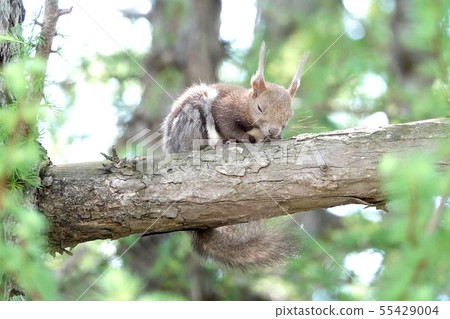 Ezoris在睡覺 55429004