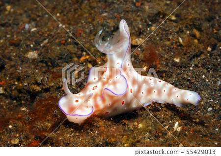 Nudibranch, Ceratosoma trilobatum 55429013