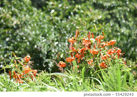 Onimuri（惡魔） 55429243