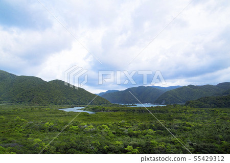 Kuroshio Forest Mangrove primary forest in Mangrove Park 55429312