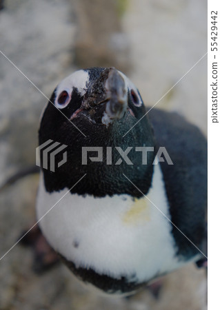 Shaboten公園第3部分 55429442