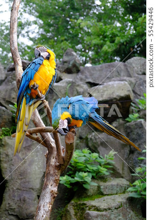 Tribe of Shaboten Park Part 2 Tribe of Shaboten Park Part 2 55429446