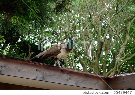 Tribe of Shaboten Park 3 Tribe of Shaboten Park 3 55429447