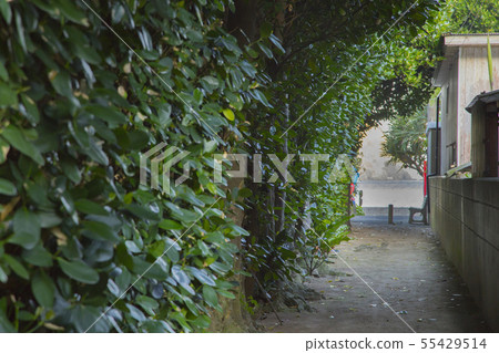Amami Oshima Yamato Village Kunokuna's Fukugi Lined Tree Amami Oshima Yamato Village Kunokuna's Fukugi Lined Tree 55429514
