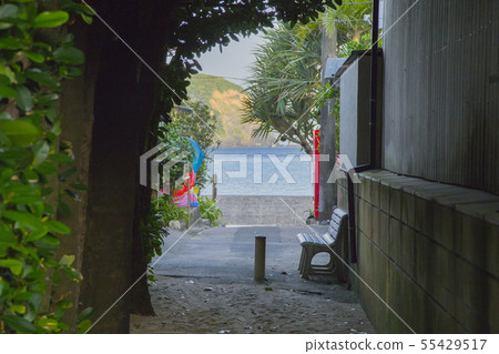 Amami Oshima Yamato Village Kunokuna's Fukugi Lined Tree Amami Oshima Yamato Village Kunokuna's Fukugi Lined Tree 55429517