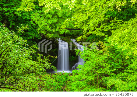 Fresh green Kaneyama waterfall Yamanashi Prefecture 55430075