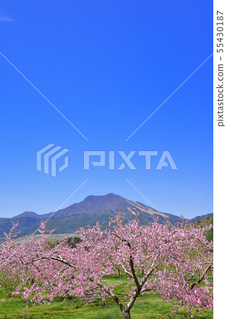 Mt. Gosha and peach flowers Mt. Gosha and peach flowers 55430187