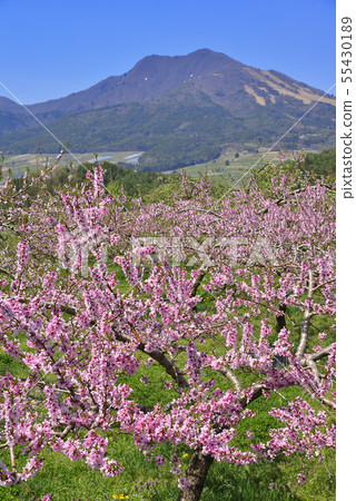 Mt. Gosha and peach flowers Mt. Gosha and peach flowers 55430189