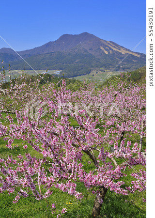 Mt. Gosha and peach flowers Mt. Gosha and peach flowers 55430191