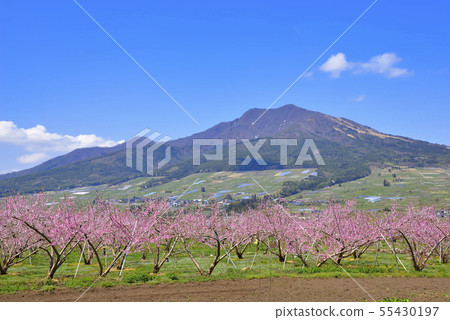 Mt. Gosha and peach flowers Mt. Gosha and peach flowers 55430197