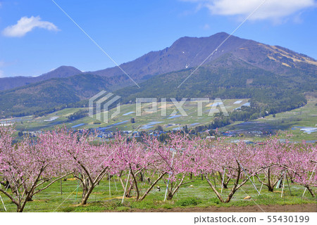 Mt. Gosha and peach flowers 55430199