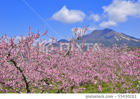 Mt. Gosha和桃花 55430201