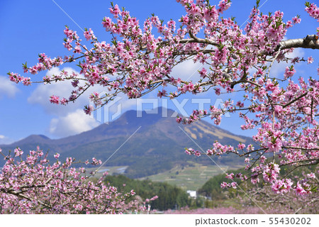 Mt. Gosha and peach flowers Mt. Gosha and peach flowers 55430202