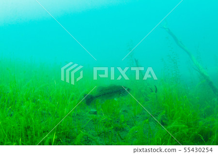 Lake Motosu 55430254