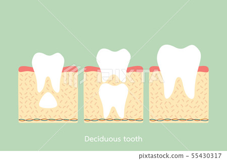 permanent tooth located below primary tooth permanent tooth located below primary tooth 55430317