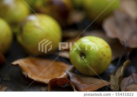 Dates, winter dates, daily pay, winter schedule, Dates, winter dates Dates, winter dates, daily pay, winter schedule, Dates, winter dates 55431022