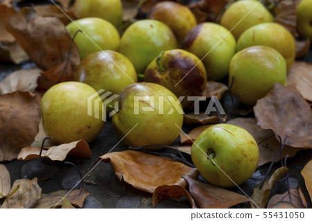 Dates, winter dates, daily pay, winter schedule, Dates, winter dates Dates, winter dates, daily pay, winter schedule, Dates, winter dates 55431050