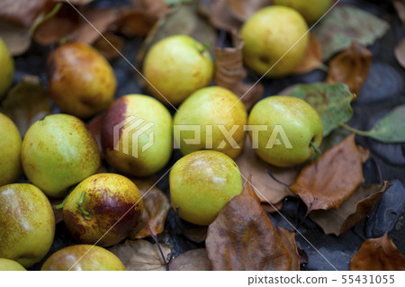 Dates, winter dates, daily pay, winter schedule, Dates, winter dates 55431055