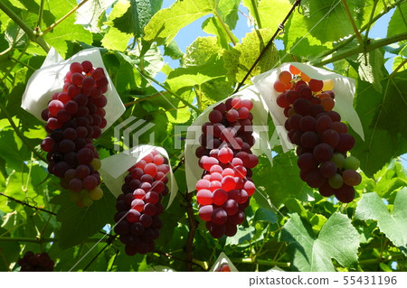Grape Delaware 55431196