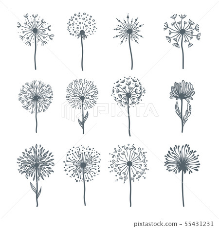 Tender wild dandelion in all phases of blooming Tender wild dandelion in all phases of blooming 55431231