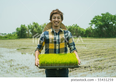 Farmer planting rice field 55431259