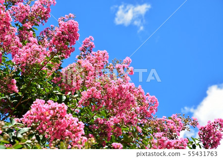 Saruberg花和夏天藍天 Saruberg花和夏天藍天 55431763