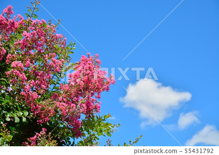 Saruberg花和夏天藍天 55431792
