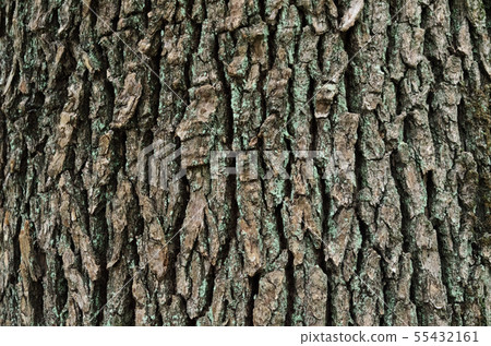 Camphor tree Camphor tree 55432161