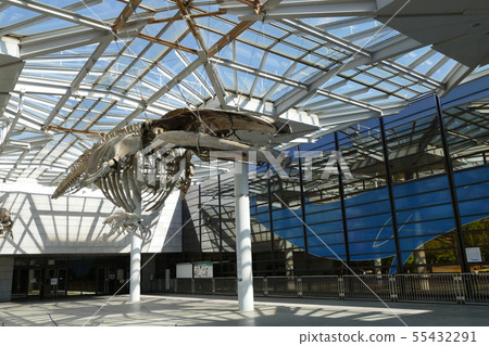 Osaka City Museum of Natural History Nagai Osaka City Museum of Natural History Nagai 55432291