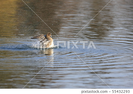 Wigeon Wigeon 55432293