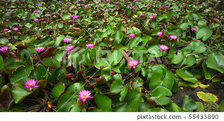 Red lotus, Thung BUA floating market, banglane 55433890