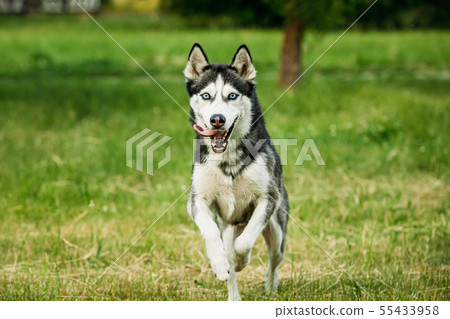 Husky 2024 puppy running