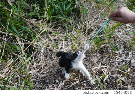 貓·流浪貓·黑白·鐵鏽圖案·鐵鏽·小孩·小貓·玩耍·貓咪·晚上·七月 55434098
