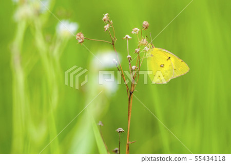 Colias erate 55434118