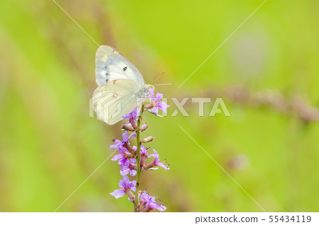 Colias erate 55434119