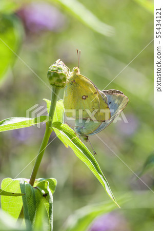 Colias erate Colias erate 55434121