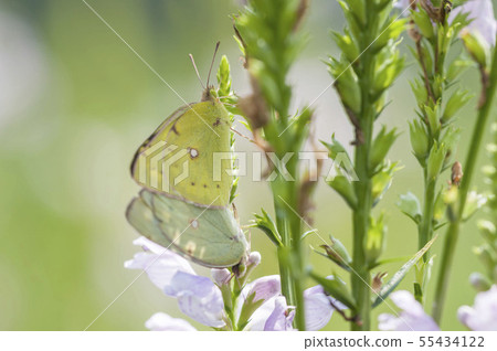 大腸桿菌 大腸桿菌 55434122