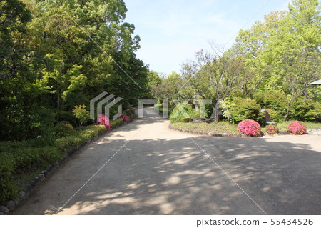 日本庭院新綠色風景在Sakai市Daisen公園 日本庭院新綠色風景在Sakai市Daisen公園 55434526