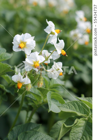 Potato flowers and green leaves 55434737