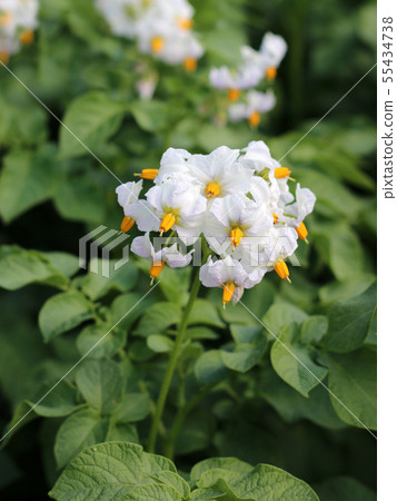 Potato flowers and green leaves Potato flowers and green leaves 55434738