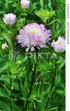 Asters in a flowerbed in a garden Asters in a flowerbed in a garden 55434851