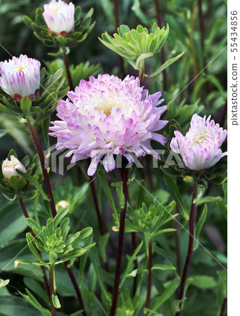 Asters in a flowerbed in a garden Asters in a flowerbed in a garden 55434856