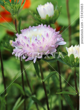 Asters in a flowerbed in a garden  55434863